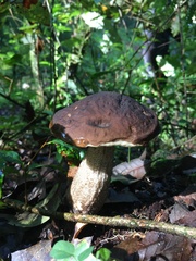 Leccinellum rugosiceps
