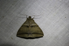 Perasia helvina
