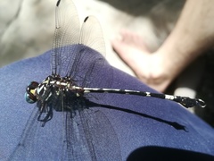 Phyllogomphoides suasus