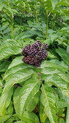Sambucus racemosa melanocarpa