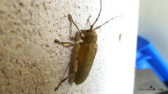 Saperda carcharias