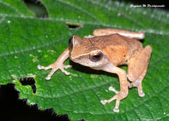 Raorchestes