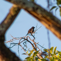Passerina versicolor
