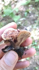 Phellodon tomentosus