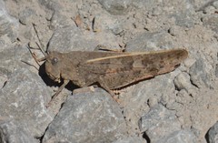 Cratypedes neglectus