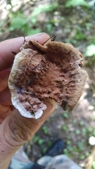 Phellodon tomentosus