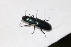 Temnoscheila virescens