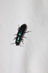 Temnoscheila virescens