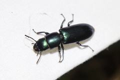 Temnoscheila virescens