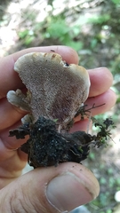 Phellodon tomentosus