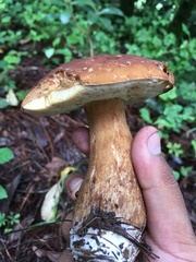 Boletus quercophilus