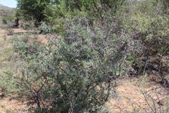 Condalia correllii