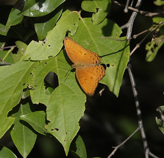 Cirrochroa tyche mithila
