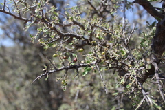 Condalia correllii