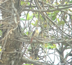 Cardinalis phoeniceus