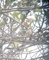 Cardinalis phoeniceus
