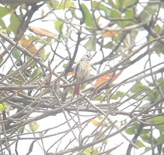Cardinalis phoeniceus