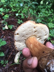 Boletus quercophilus