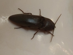 Elaterini
