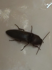 Elaterini