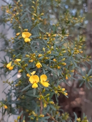 Pultenaea flexilis