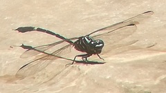 Phyllogomphoides suasus