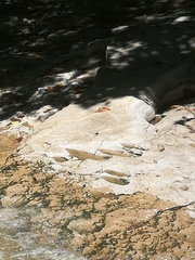 Phyllogomphoides suasus