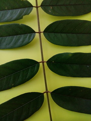 Magnoliopsida