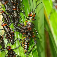 Chromacris psittacus