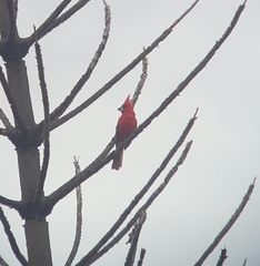 Cardinalis phoeniceus