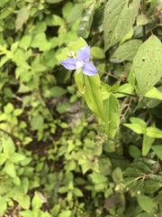 Elasis guatemalensis