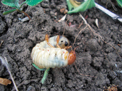 Melolontha melolontha