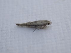 Stathmopoda hyposcia