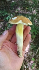 Tricholoma fumosoluteum