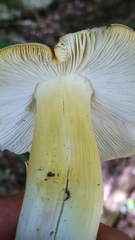 Tricholoma fumosoluteum