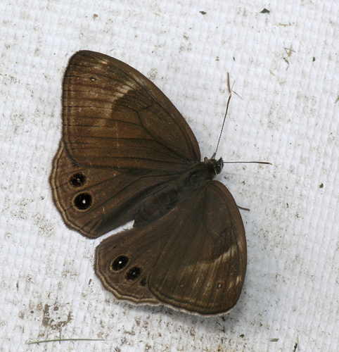 Lethe marginalis