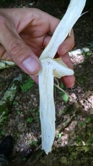 Tricholoma fumosoluteum
