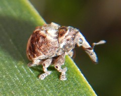 Menechirus parryi