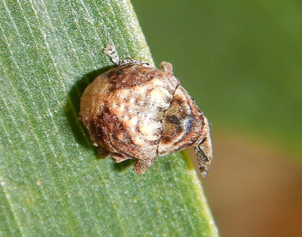 Menechirus