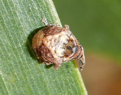 Menechirus parryi
