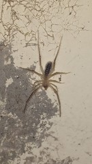 Nothopuga telteca