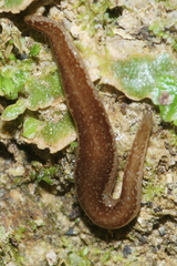 Australopacifica spectabilis