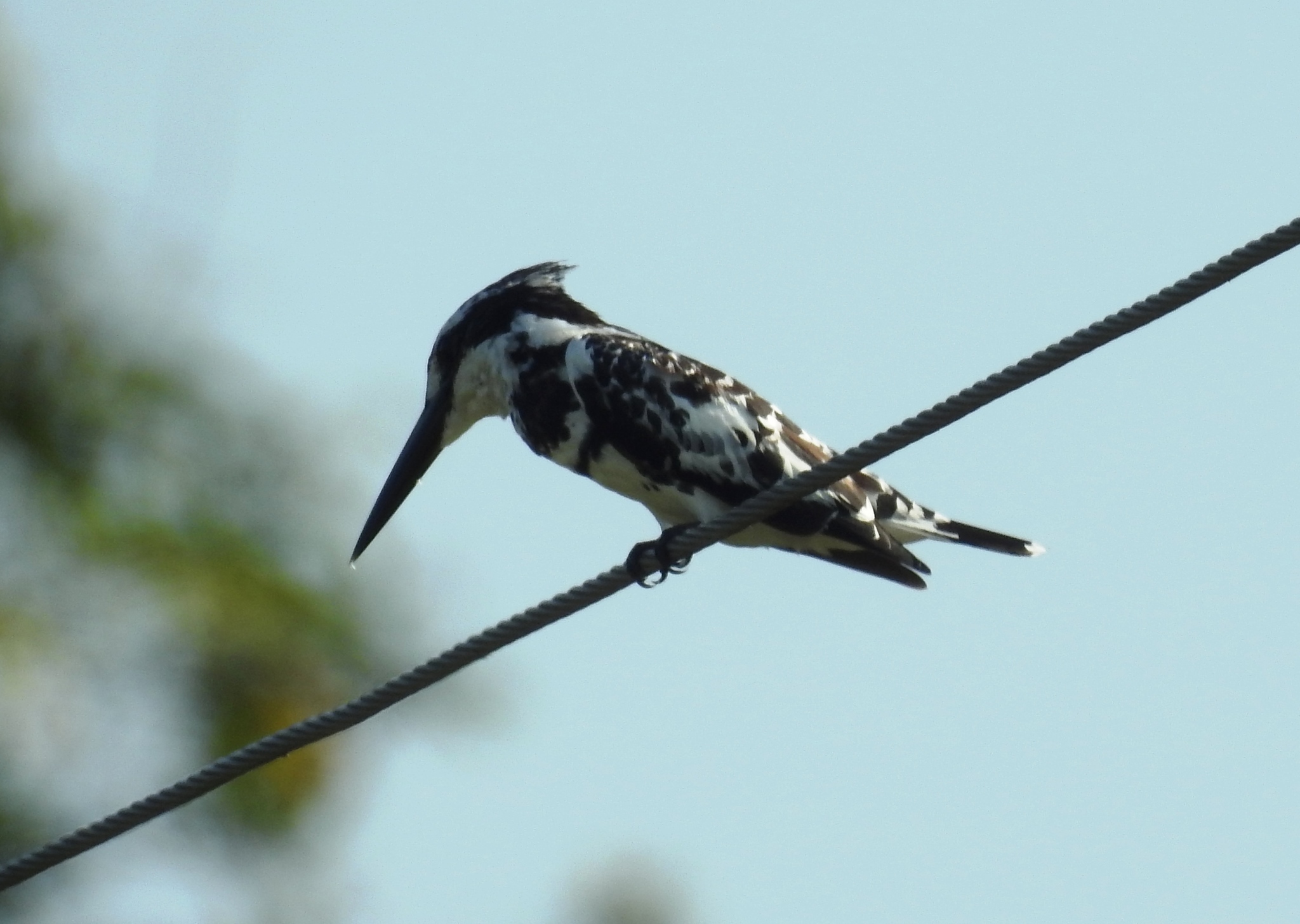 Pied Kingfisher