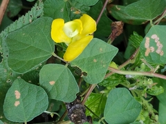 Rhynchosia volubilis