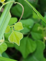 Rhynchosia volubilis