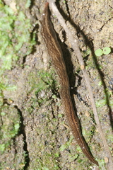 Australopacifica mariae