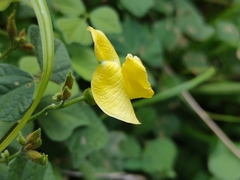 Rhynchosia volubilis