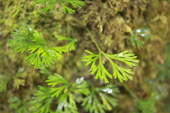 Elaphoglossum peltatum