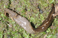 Australopacifica mariae