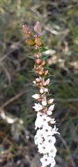 Epacris gunnii